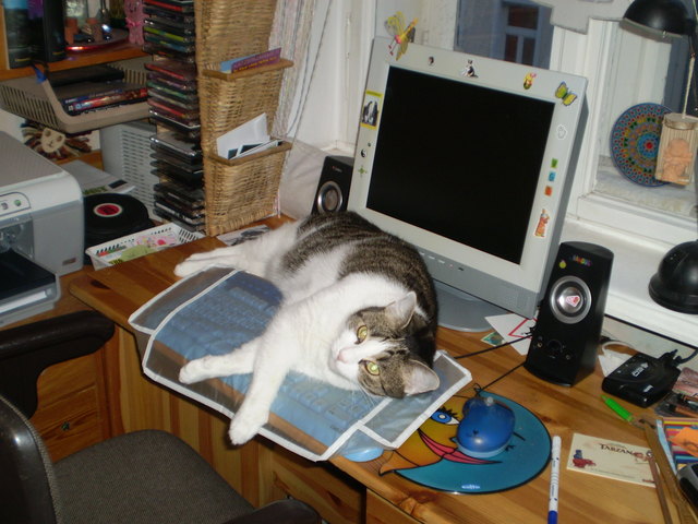 Gipsy denkt: "Surf nicht schon wieder!"