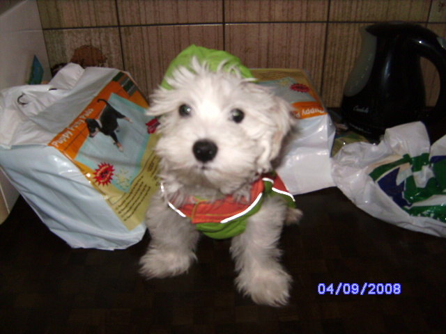 gipsy im regenmantel