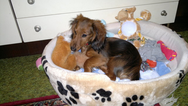 Filou mit seinen Spielsachen