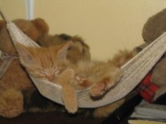 Die Gemütlichkeit in "Person"-BURLI