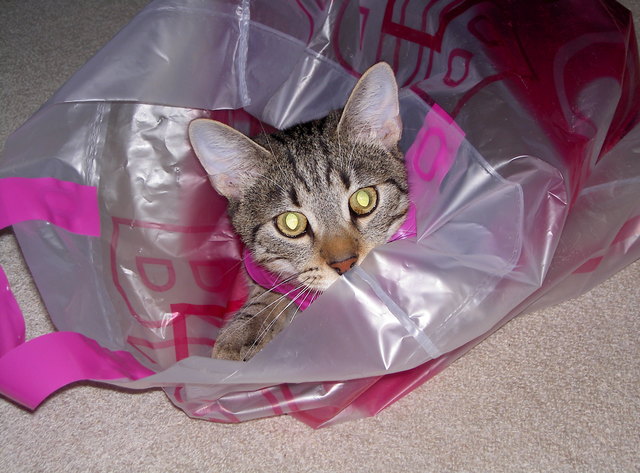 Katze im Sack