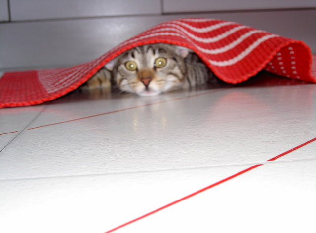 Kuckuck - wo bin ich???