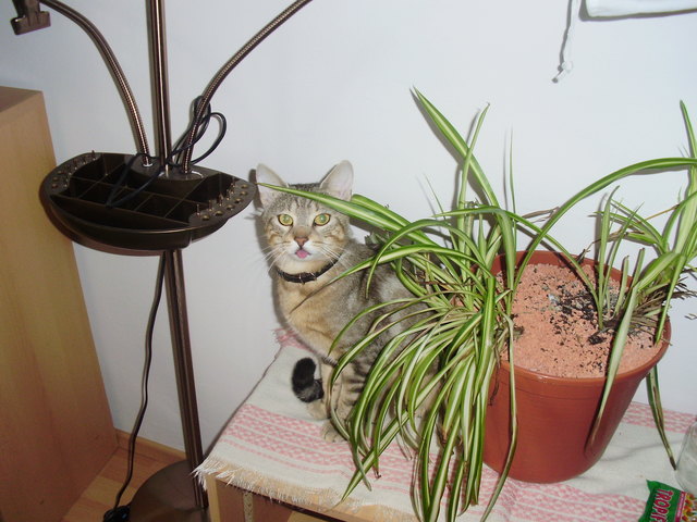 wer versteckt sich da?