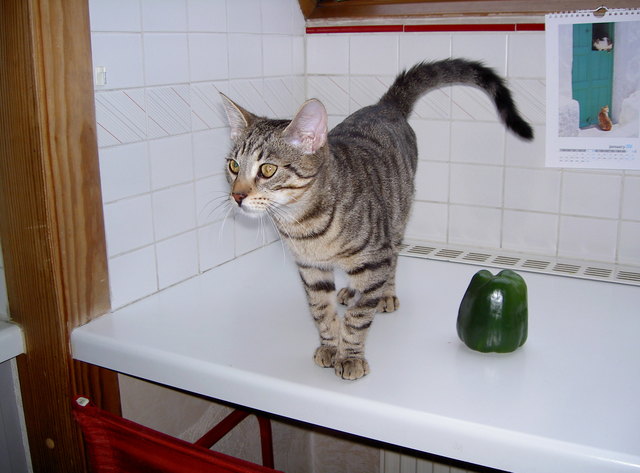 Wo gibts was zu fressen???