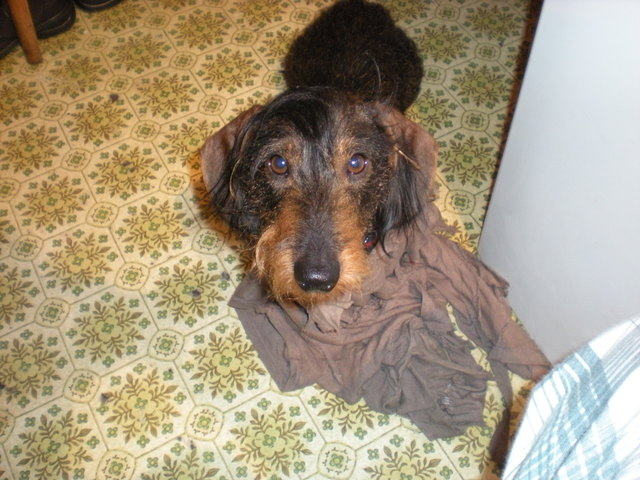 Basti unser Rauhhaardackel