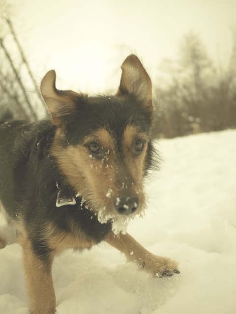 Cosmo & die Schneeverwehungen