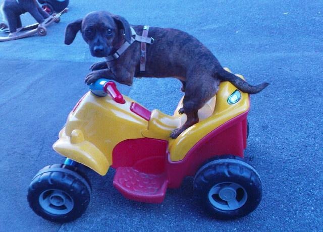 Jamie macht den Führerschein