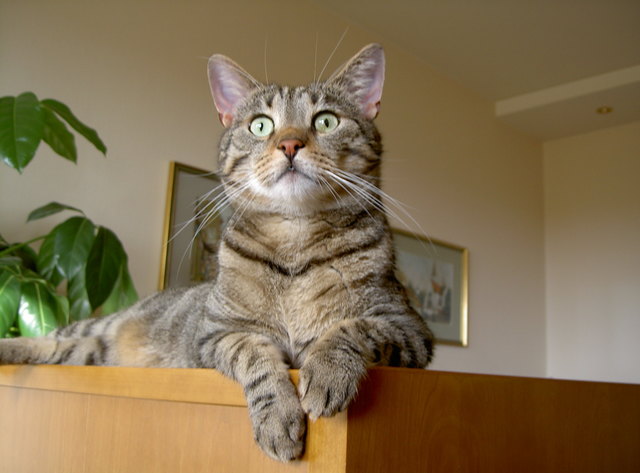 Ich bin der Hausherr!