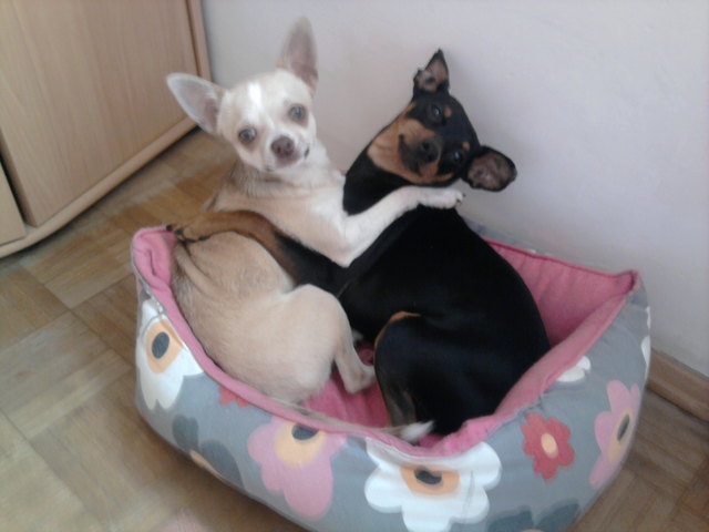 Pauli u. Robin lieben sich sehr