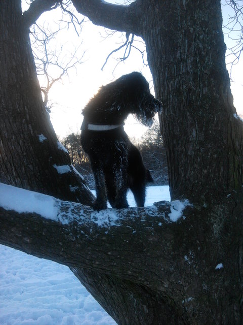 Schnauzermix-Mädchen Lilli beim Baumkraxeln in Neuwaldegg