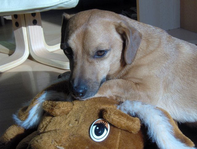 Mein liebstes Kuscheltier e