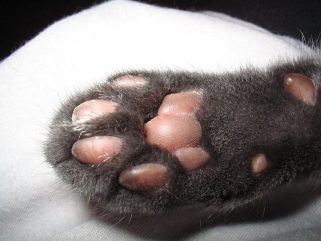 die Pfote von meinen Kater Cosmo