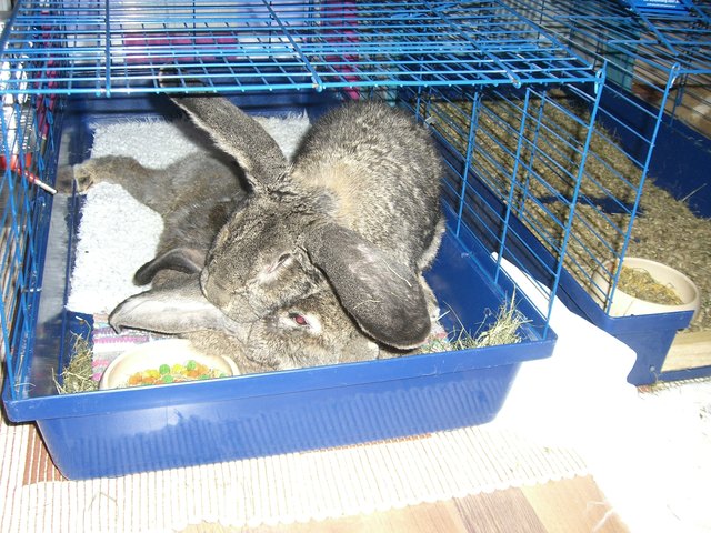 Mary Ann und Little John