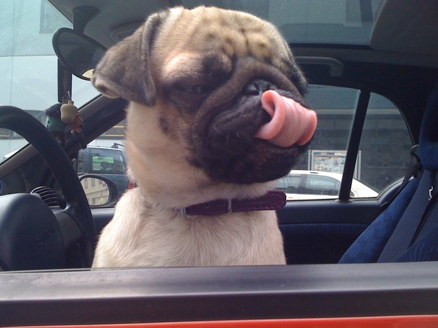 Lali die kleine Mopsdame