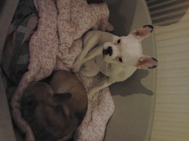 Ginga unsere Frenchbulli-Maus 6 Monate alt