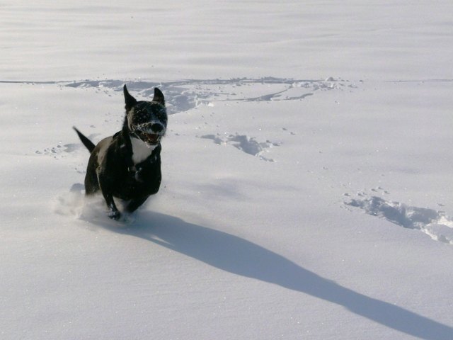Luna hat richtig Spaß im Schnee - lange hat sie heuer warten müssen!