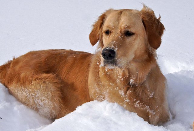 Unser Schneehund Fay