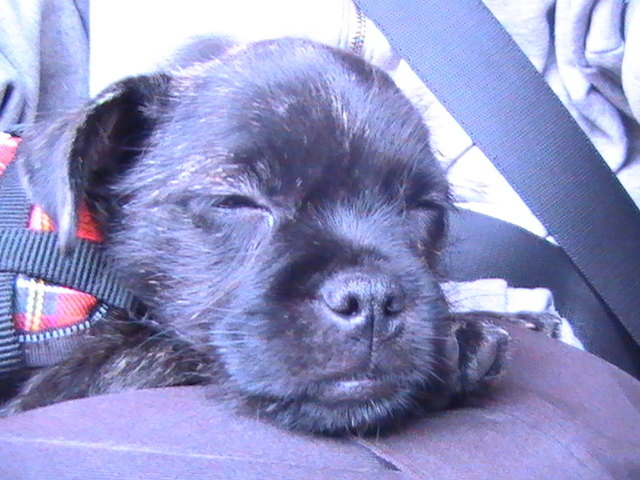 Klein Lilu ganz schön müde