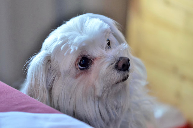 Kann man diesem Blick wiederstehen, ich nicht