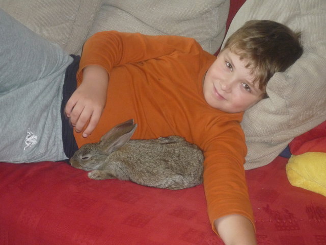 Kuschelstunde mit Kaninchen Tom