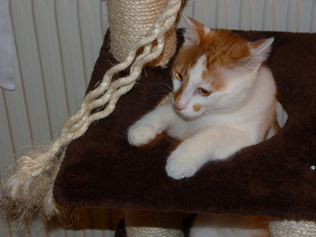 Cosmo auf seinem Kratzbaum