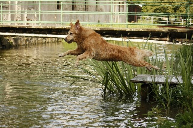Mia Hamm ... meine sportliche Hündin - ist daher nach einer Fußballerin aus den USA benannt.