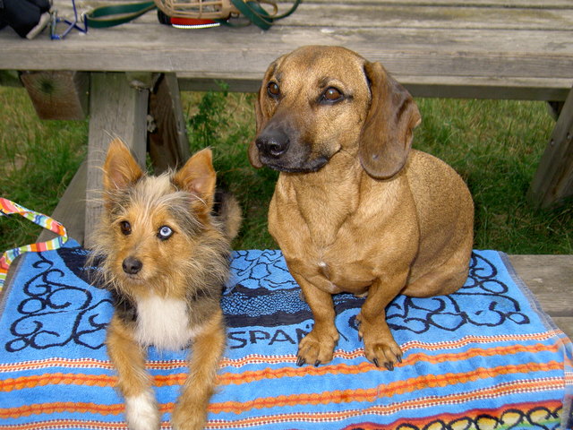 Max&Moritz genießen den Sonnenuntergang in der Kuchelau