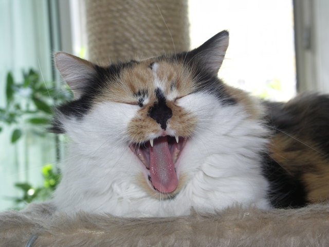 Vicky ist müde vom vielen Herumtollen auf ihrem Kratzbaum...