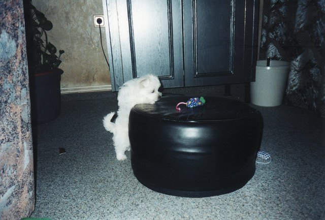 Ich will die Maus da haben