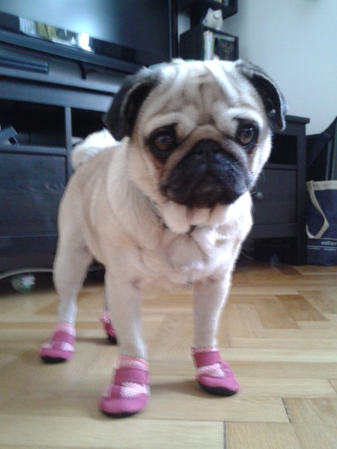 Henriettes neue Schuhe...this boots are made for walking....vorallem bei Schnee:)