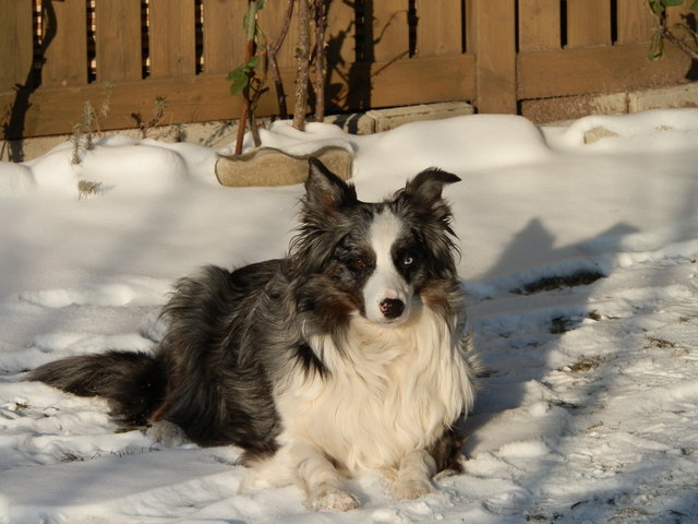 Unsere Australian Shepherd Hündin Sydney genießt die Sonne, trotz -10°C