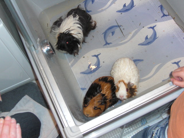 Meine Meerschweinchen gehen baden !