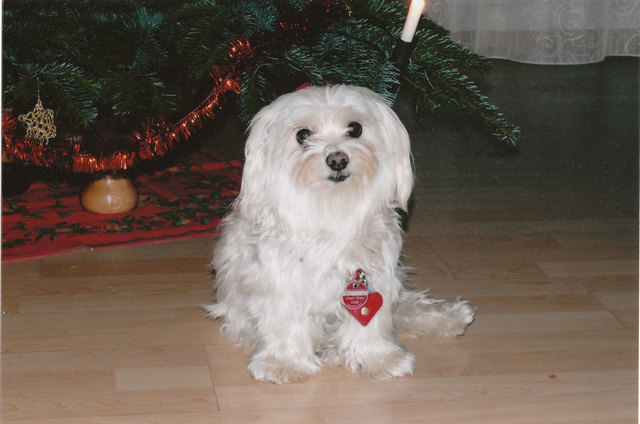 Mhhh da gibts wieder leckere Vanillekipferln