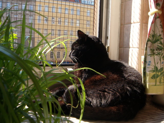 Maxl nimmt ein Sonnenbad in seinem Hausgarten