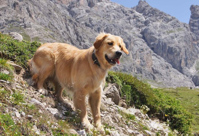 Unser Goldie in den Bergen