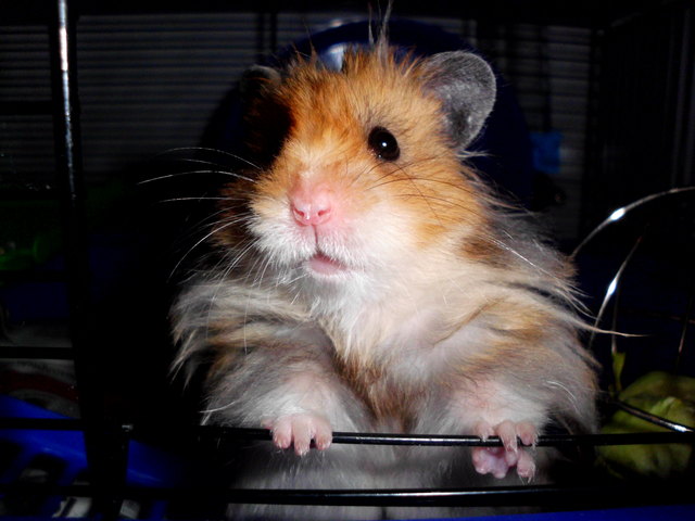 Rambo der kleine Teddyhamster mein Sonnenschein