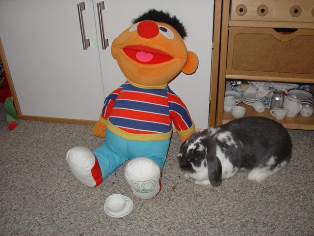 Zwergwidder-Dame Kathi beim Kaffeetratsch mit ihrem amerikanischen Freund Ernie!