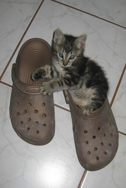 ... ih kann keiner Fliege was zu Leide tun...