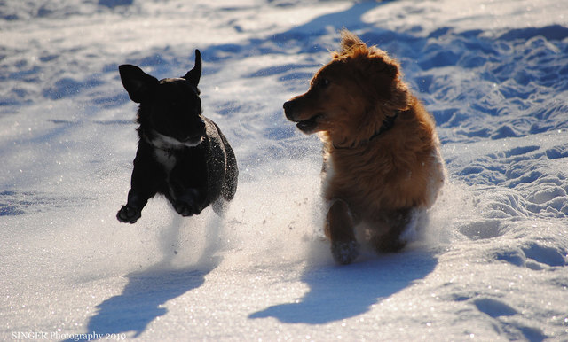 Schneerennen ( Leopold und Axel )