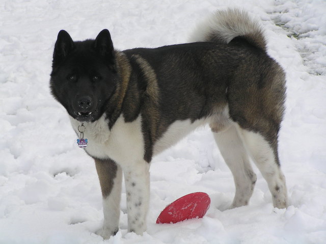 Merlin_American Akita