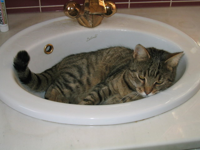 Katze beim Baden