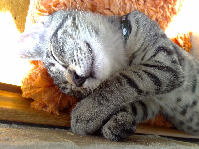 Mein Name ist Mexx und ich bin furchtbar MÜDE vom herumtollen mit meiner Schwester Mia.