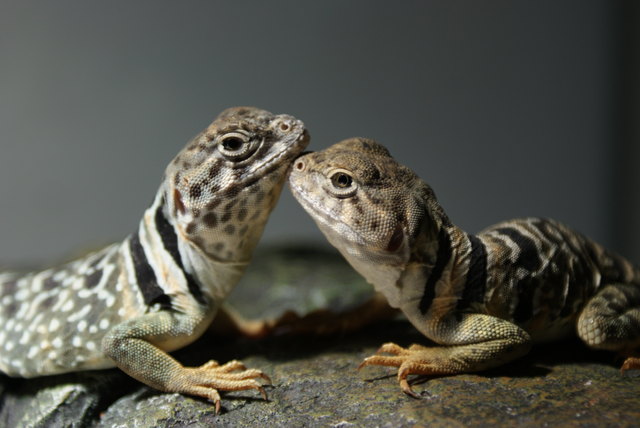 Nicht nur Pelztiere sind zum liebhaben da