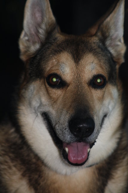 Je, besser ich die Menschen kennen lerne, desto mehr bewundere ich die Hunde