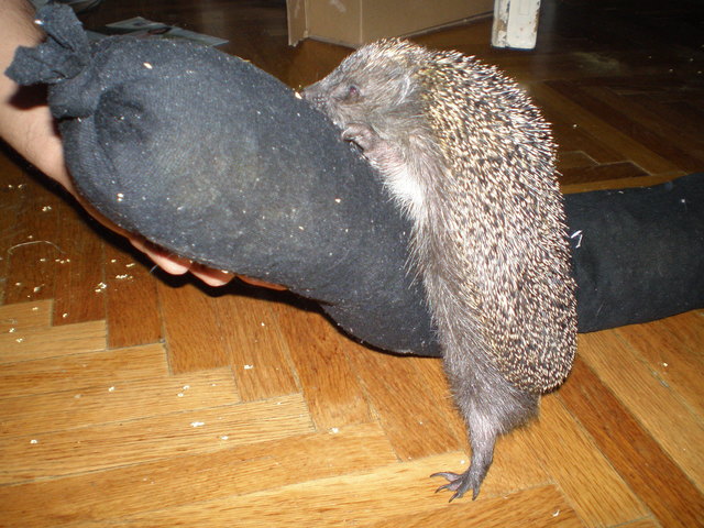 Slinky`s liebste Beschäftigung ist das Klettern!