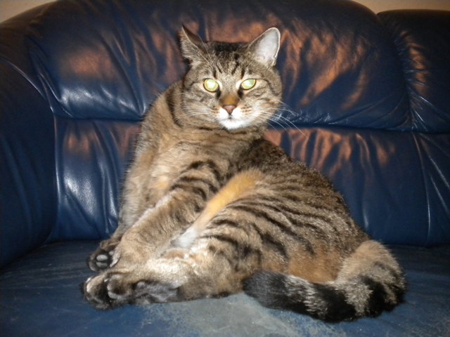 Siehst du die Katze gähnend liegen, weißt du, daß wir Gewitter kriegen.