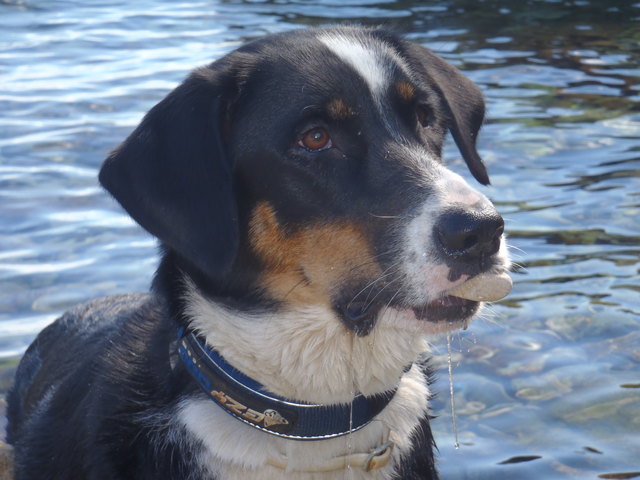 Flora und ihr Lieblingsstein beim schwimmen