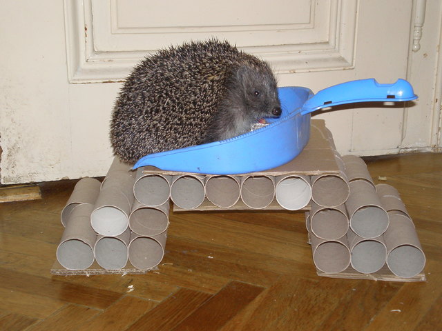 Was ist denn das für ein Ding auf meinem Kletterturm?