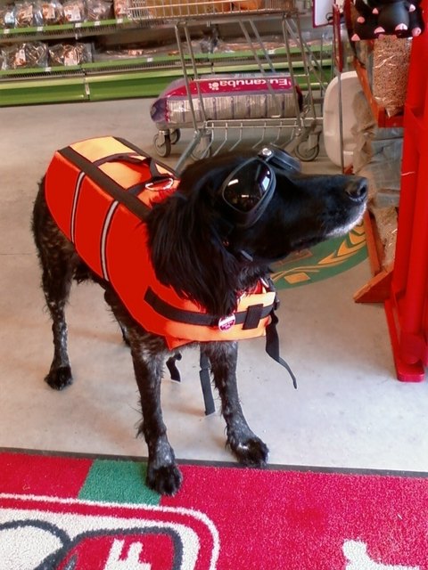 Kia unser Adriamonster