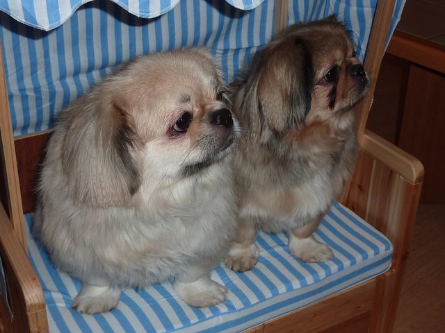 Die Geschwister Bobby und Jessy im neuen Strandkorb